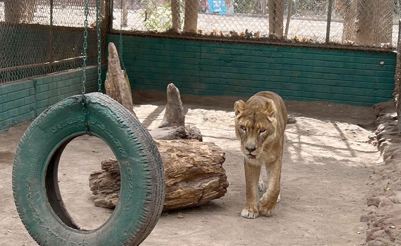 ZOOLÓGICO DE CHIHUAHUA RECIBE ESCUELAS;  ALUMNOS CONOCEN VARIEDADES DE ESPECIES