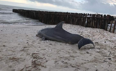 UN DELFÍN FUE HALLADO MUERTO EN COSTAS DE YUCATÁN, POSIBLEMENTE POR CAMBIO CLIMÁTICO.