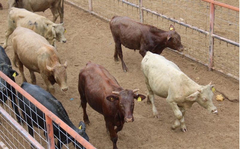 APOYA SDR A GANADEROS CON ALIMENTO PARA BOVINOS DE LECHE Y ESPECIES MENORES