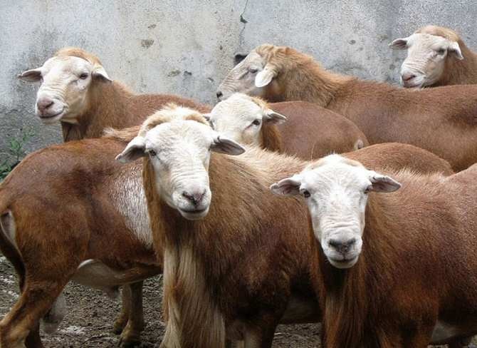 ABRE SECRETARÍA DE DESARROLLO RURAL CONVOCATORIA PARA LA ADQUISICIÓN DE SEMENTALES OVINOS DE REGISTRO