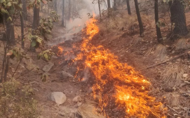DESPLIEGAN A 329 COMBATIENTES PARA CONTENER Y MITIGAR 12 INCENDIOS FORESTALES ACTIVOS