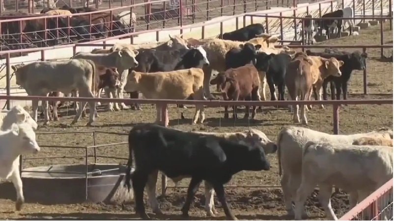 LAS PÉRDIDAS EN CHIHUAHUA POR EL CIERRE DE LA FRONTERA DE EE.UU. AL GANADO MEXICANO ALCANZARON YA LOS 195 MILLONES DE PESOS