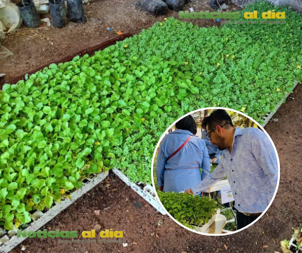 INVITA DESARROLLO RURAL A LA ENTREGA DE PLÁNTULAS PARA HUERTOS CASEROS