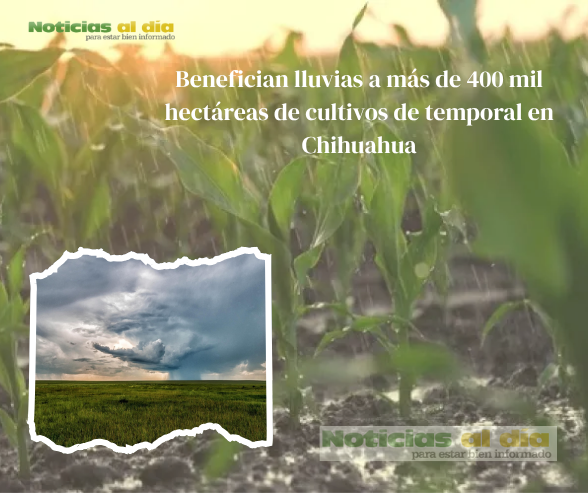 BENEFICIAN LLUVIAS A MÁS DE 400 MIL HECTÁREAS DE CULTIVOS DE TEMPORAL EN CHIHUAHUA