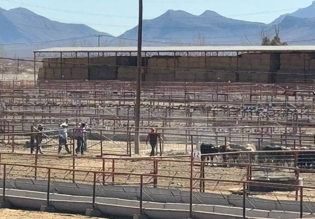 LISTAS PARA CRUZAR A LA FRONTERA LAS PRIMERAS 70 MIL CABEZAS DE GANADO