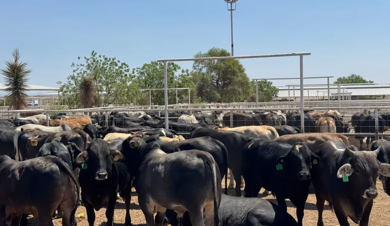 SE COORDINAN ESTADO Y SENASICA PARA GARANTIZAR MOVILIDAD Y EXPORTACIÓN DE GANADO MEDIANTE BLINDAJE SANITARIO