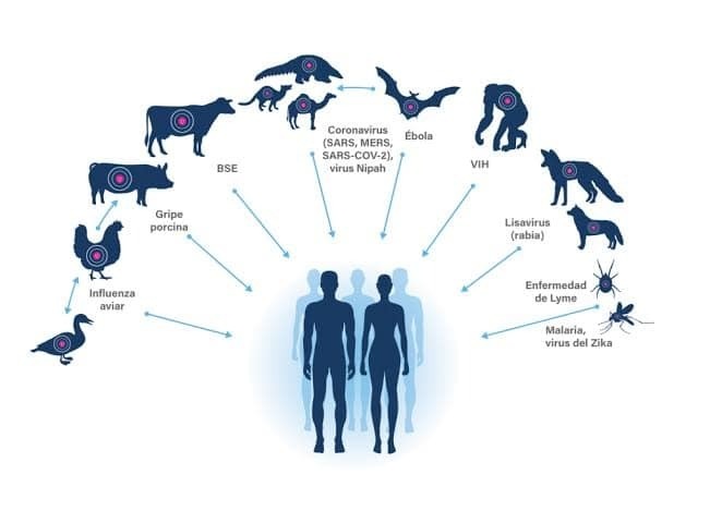 ALERTA IMSS CHIHUAHUA PARA EVITAR CASOS DE ZOONOSIS