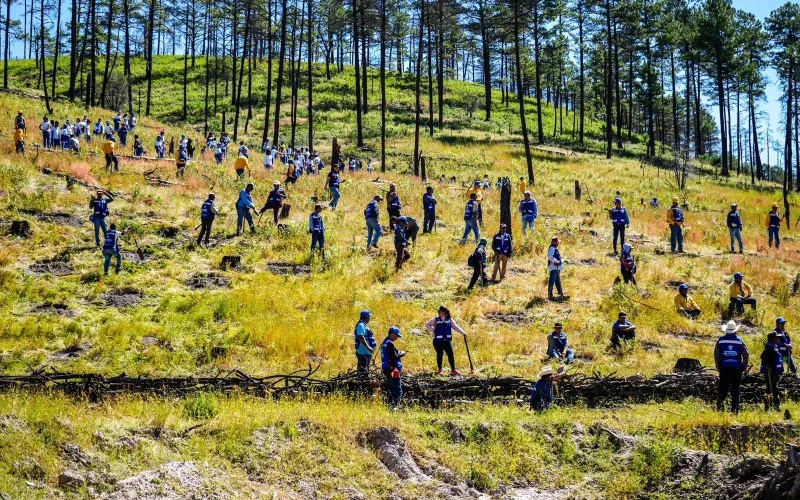 GOBIERNO DEL ESTADO Y SÚPER COPA ROSHFRANS SE UNEN EN JORNADA DE REFORESTACIÓN EN CUMBRES DE MAJALCA