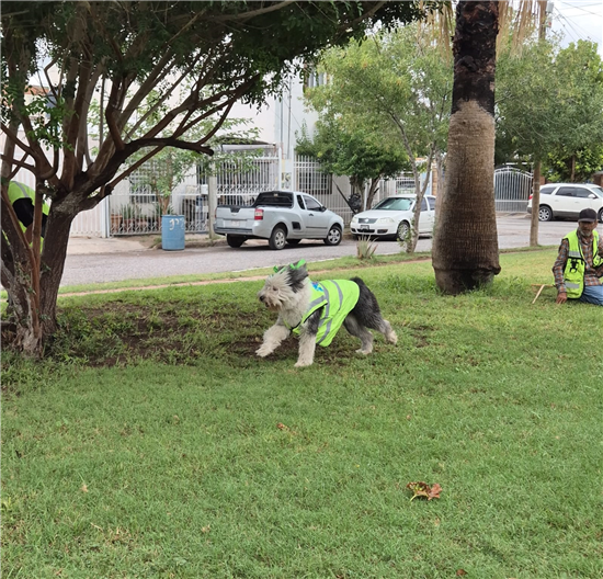 CONOCE A BARTOLA, PERRITA QUE SUPERVISA LOS PARQUES DE CHIHUAHUA CAPITAL
