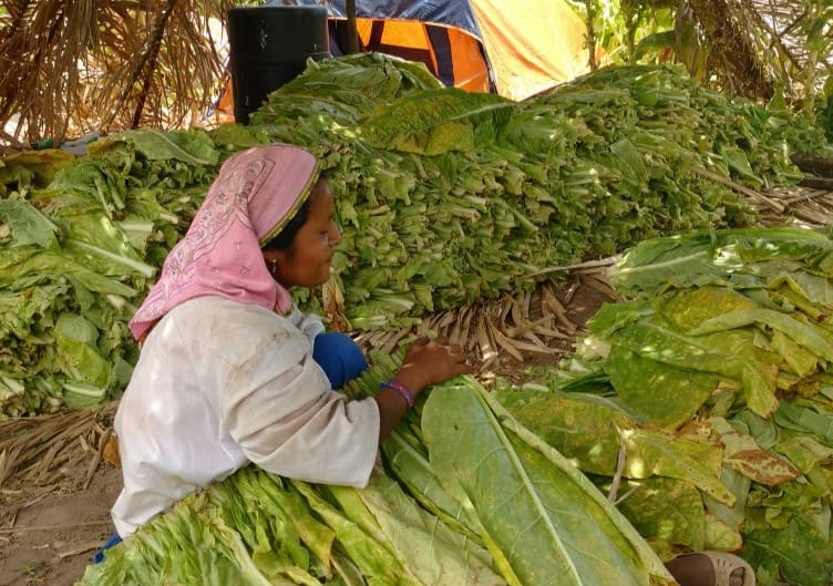 CAÍDA DE PRODUCCIÓN, DESEMPLEO, MIGRACIÓN Y ENLISTAMIENTO DE JORNALEROS AL CRIMEN ORGANIZADO PROVOCARÍA EL AUMENTAR IMPUESTOS A LOS CIGARROS