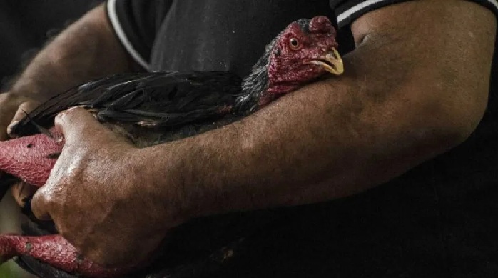 SEÑOR MUERE TRAS SER ATACADO POR SU GALLO DE PELEA