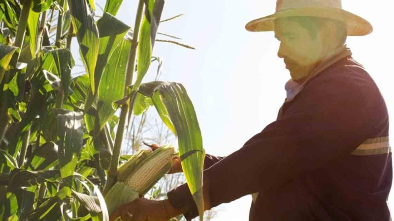 LA UNTA PIDIÓ UNA POLÍTICA CLARA Y EFICAZ, CON APOYO ECONÓMICO AL SECTOR, PARA PALIAR LA “CRISIS AGRÍCOLA SIN PRECEDENTES” QUE ENFRENTA MÉXICO
