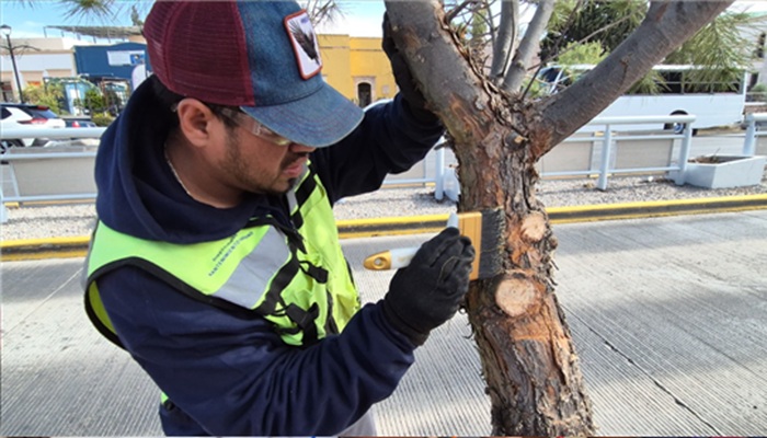 ANUNCIA MUNICIPIO INICIO DE TEMPORADA DE PODA EN CHIHUAHUA Y EMITE RECOMENDACIONES