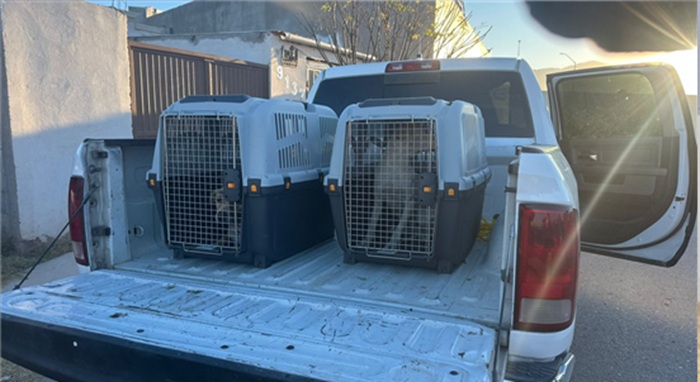 RESCATA MUNICIPIO A DOS PERROS EN JARDINES DE SAN AGUSTÍN POR OMISIÓN DE CUIDADOS