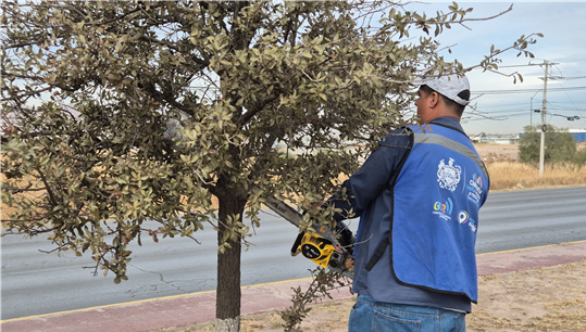 TRABAJA MUNICIPIO EN PODA DE ÁRBOLES UBICADOS EN VIALIDADES DE CHIHUAHUA CAPITAL