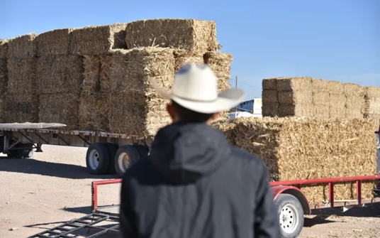 ENTREGA GOBIERNO DEL ESTADO PACAS DE RASTROJO A PRODUCTORES PECUARIOS EN CIUDAD JUÁREZ