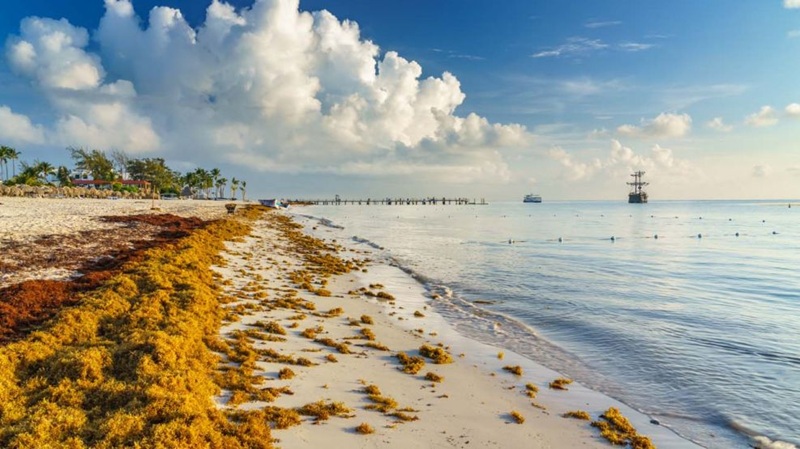 SARGAZO EN ZONA ORIENTAL Y OCCIDENTAL DEL ATLÁNTICO, SACUDE PLAYAS MEXICANAS