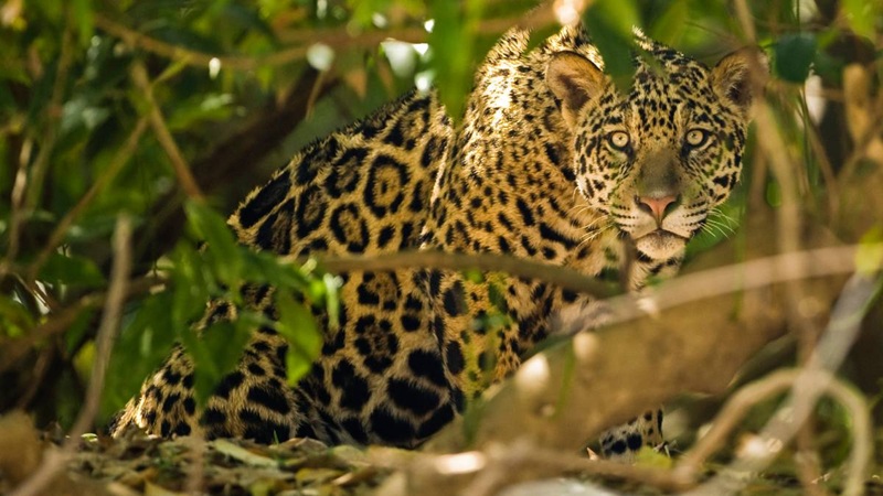 CÁMARA CAPTA A JAGUAR EN TULUM.