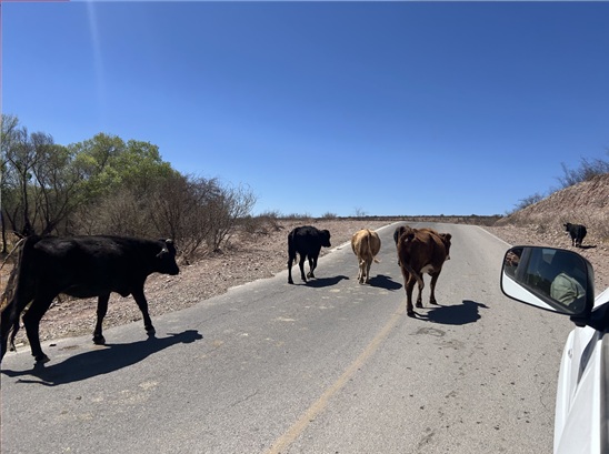 INVITA GOBIERNO MUNICIPAL A EVITAR MULTAS POR GANADO SUELTO EN LA VÍA PÚBLICA