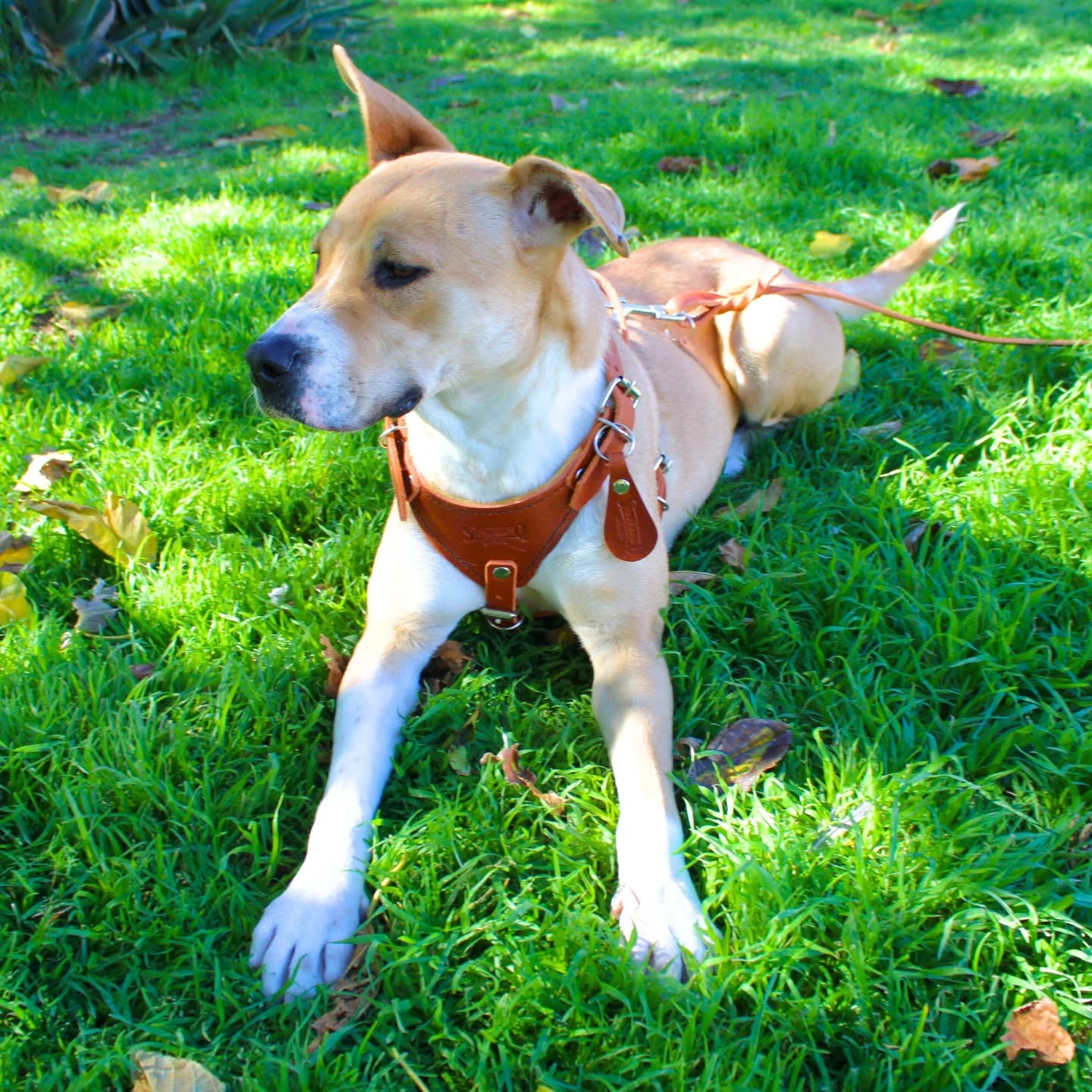 SI ESTÁS PENSANDO EN ADOPTAR, PUEDES HACERLO EN LA COORDINACIÓN DE MEDIO AMBIENTE Y PROTECCIÓN ANIMAL