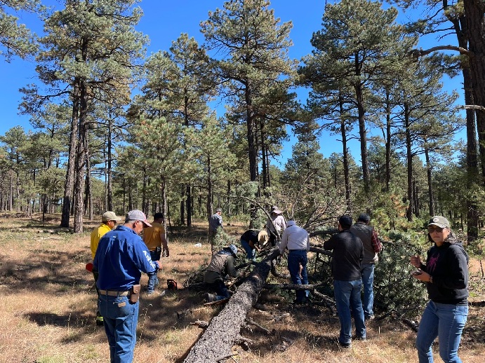 INTENSIFICA DESARROLLO RURAL ACCIONES PARA EL COMBATE Y CONTROL DE PLAGAS FORESTALES