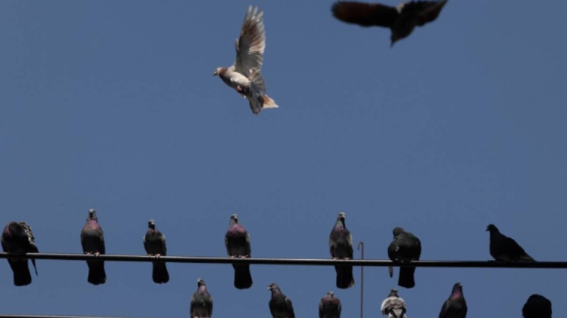 HOMBRE ES CAPTADO CAPTURANDO PALOMAS EN DISTRIBUIDOR DE ACAPULCO