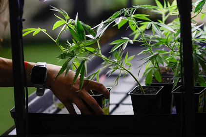 UN ESTUDIO REFUERZA EVIDENCIA DEL CONSUMO DE CANNABIS CON RIESGO PARA EL DESARROLLO DE ENFERMEDADES MENTALES.