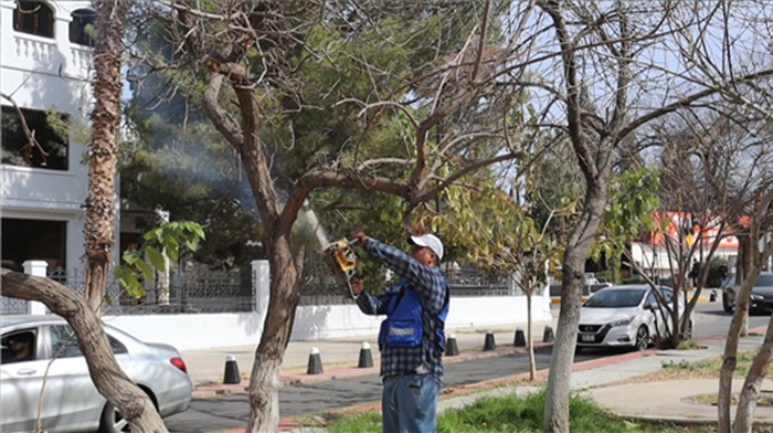 INFORMA MUNICIPIO QUE ESTE 28 DE FEBRERO CONCLUYE LA TEMPORADA DE PODA EN LA CIUDAD