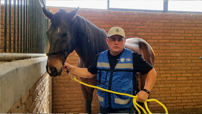 POLICÍA MONTADA: VOCACIÓN, DISCIPLINA Y CUIDADO PROFESIONAL PARA REFORZAR LA SEGURIDAD EN ZONAS DE DIFÍCIL ACCESO