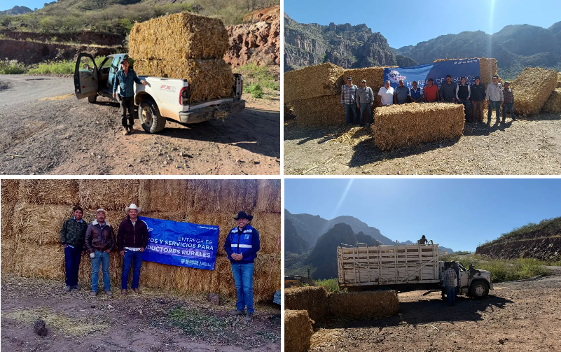 PUBLICA SDR CONVOCATORIA PARA ADQUIRIR PACAS DE ESQUILMOS PARA PRODUCTORES PECUARIOS