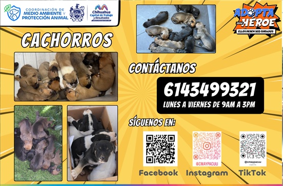 PROMUEVE MUNICIPIO LA ADOPCIÓN RESPONSABLE DE ANIMALITOS DE COMPAÑÍA RESCATADOS
