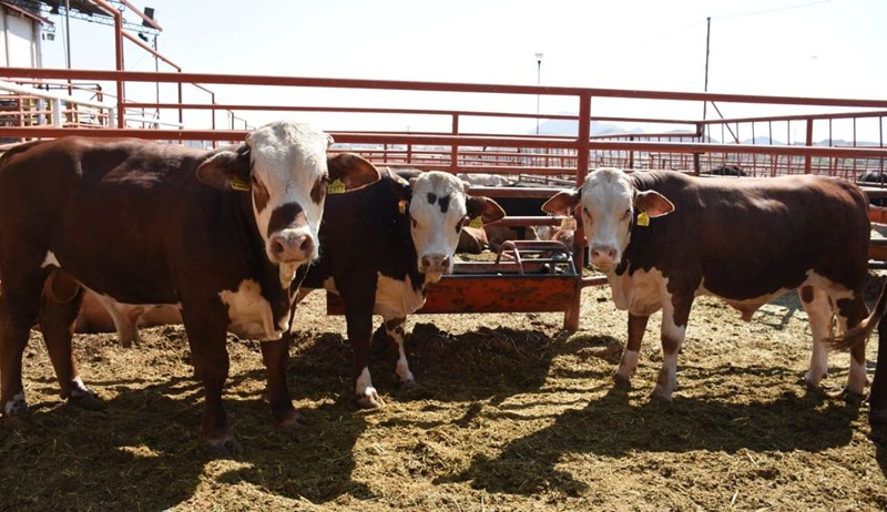 INVIERTE GOBIERNO DEL ESTADO MÁS DE 231 MDP EN EL DESARROLLO AGROPECUARIO DE LA REGIÓN SUR