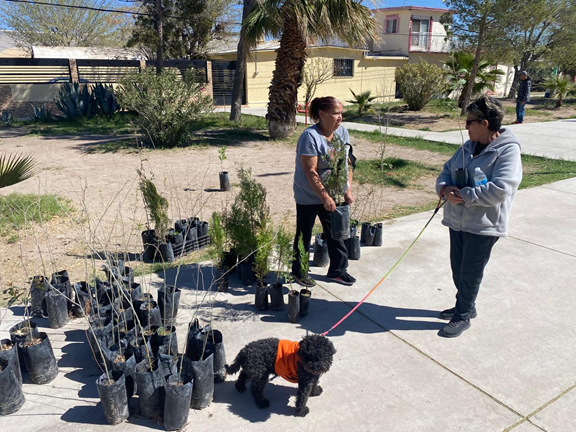 ENTREGA GOBIERNO DEL ESTADO 115 ÁRBOLES DE ORNATO Y SOMBRA A VECINOS DE LA COLONIA SATÉLITE
