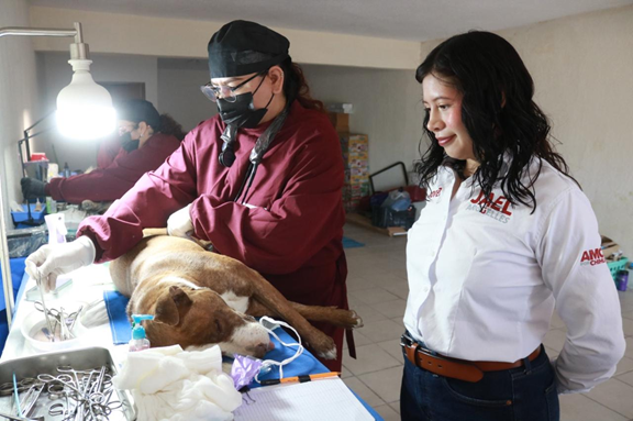 ENCABEZA DIPUTADA JAEL ARGÜELLES JORNADA GRATUITA DE ESTERILIZACIÓN EN SU CASA DE ENLACE