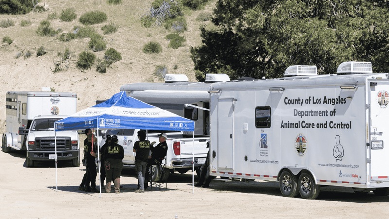 ENTRE PERROS Y GATOS, MÁS DE 300 ANIMALES SE RESCATARON EN LOS ÁNGELES. 
