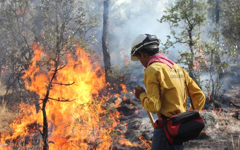 ATIENDEN 50 COMBATIENTES SEIS INCENDIOS FORESTALES EN CHIHUAHUA