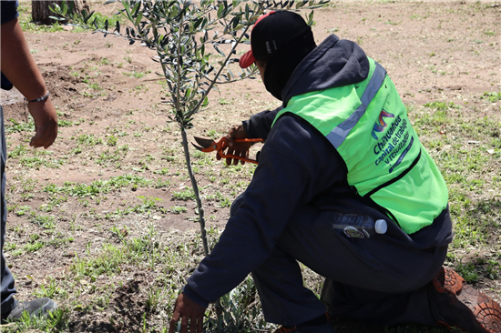 GOBIERNO MUNICIPAL EMITE RECOMENDACIONES PARA EL CUIDADO DE LOS ÁRBOLES DURANTE LA PRIMAVERA