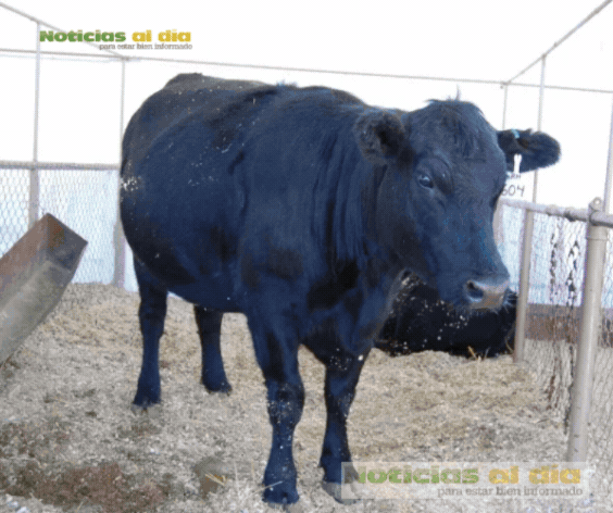 DISPONIBLE APOYO PARA MEJORAMIENTO GENÉTICO BOVINO CON INSEMINACIÓN ARTIFICIAL EN CHIHUAHUA