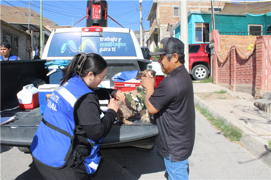 AVANZA MUNICIPIO EN LA PROTECCIÓN ANIMAL CON JORNADAS DE VACUNACIÓN EN COLONIAS DE CHIHUAHUA CAPITAL
