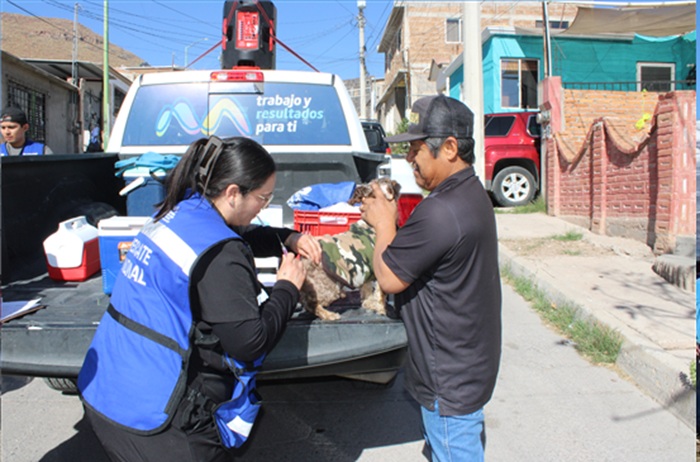 AVANZA MUNICIPIO EN LA PROTECCIÓN ANIMAL CON JORNADAS DE VACUNACIÓN EN COLONIAS DE CHIHUAHUA CAPITAL
