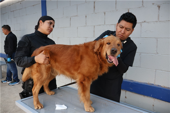 ELEMENTOS CANINOS K-9, LISTOS PARA VELAR POR LA SEGURIDAD DE LA COMUNIDAD CHIHUAHUENSE