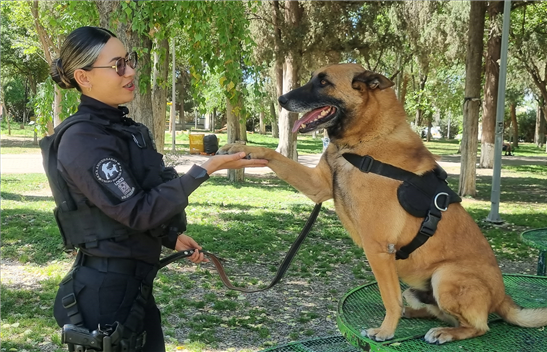 CINCO CANES DE LA POLICÍA MUNICIPAL CONCLUYEN SU SERVICIO A LA CIUDADANÍA Y COMIENZAN UNA NUEVA ETAPA JUNTO A SUS FAMILIAS