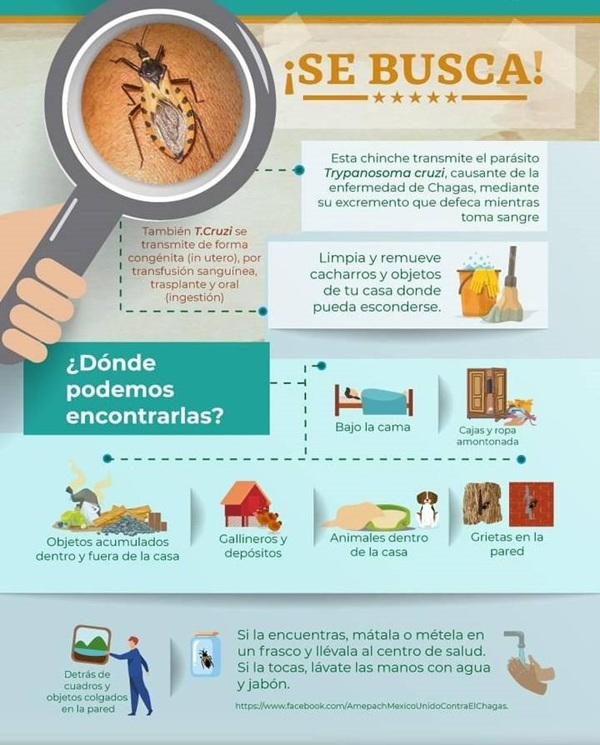 LIMPIEZA DE PATIOS Y ELIMINACIÓN DE REFUGIOS DE LA CHINCHE BESUCONA, ACCIONES QUE PREVIENEN LA ENFERMEDAD DE CHAGAS