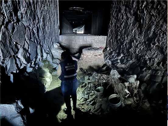 LLAMA GOBIERNO MUNICIPAL A EVITAR EL ABANDONO DE MASCOTAS; ES UNA FALTA SANCIONABLE