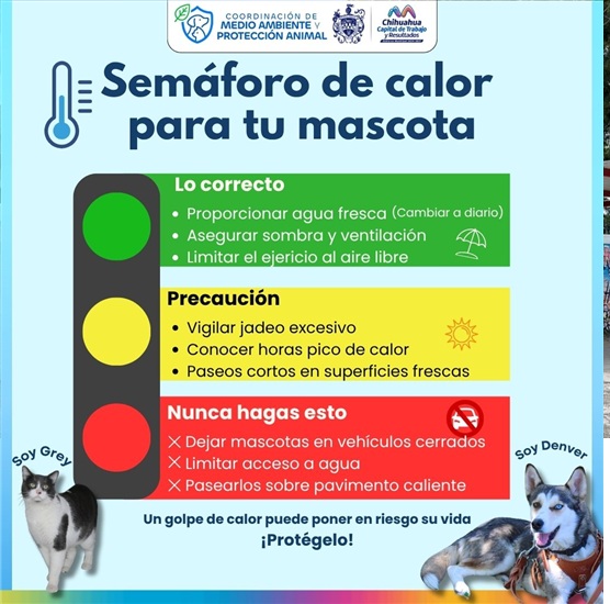 ¡PROTEGE A TUS MASCOTAS DEL CALOR! MUNICIPIO BRINDA RECOMENDACIONES