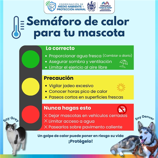 ¡PROTEGE A TUS MASCOTAS DEL CALOR! MUNICIPIO BRINDA RECOMENDACIONES