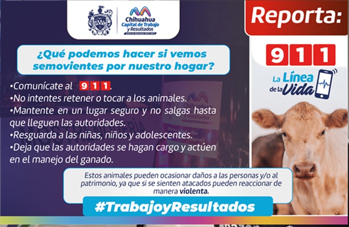 PREVIENE MUNICIPIO ACCIDENTES AL RETIRAR 25 ANIMALES MOSTRENCOS DE LA VÍA PÚBLICA