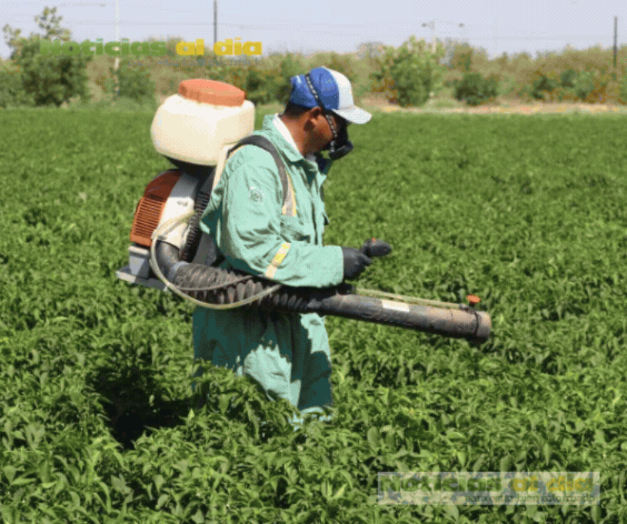 INVIERTE GOBIERNO DEL ESTADO 39 MDP PARA COMBATIR PLAGA EN PRODUCCIÓN DE CHILE