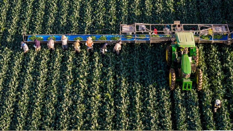 ESCASEZ DE JORNALEROS Y NUEVAS EXIGENCIAS DE CUMPLIMIENTO LABORAL PODRÍAN LIMITAR EXPORTACIONES AGROALIMENTARIAS EN AMÉRICA DEL NORTE.