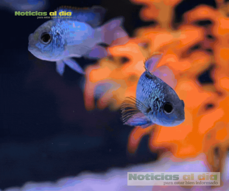 INAUGURAN EL ACUARIO ROCHÍ EN GUACHOCHI; MOSTRARÁ EL PATRIMONIO NATURAL DE LA SIERRA TARAHUMARA